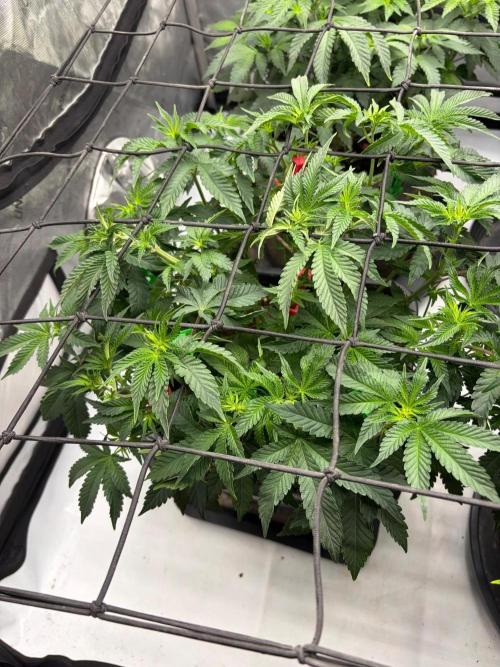 WIZARD TREE - Free Seed. Week 8