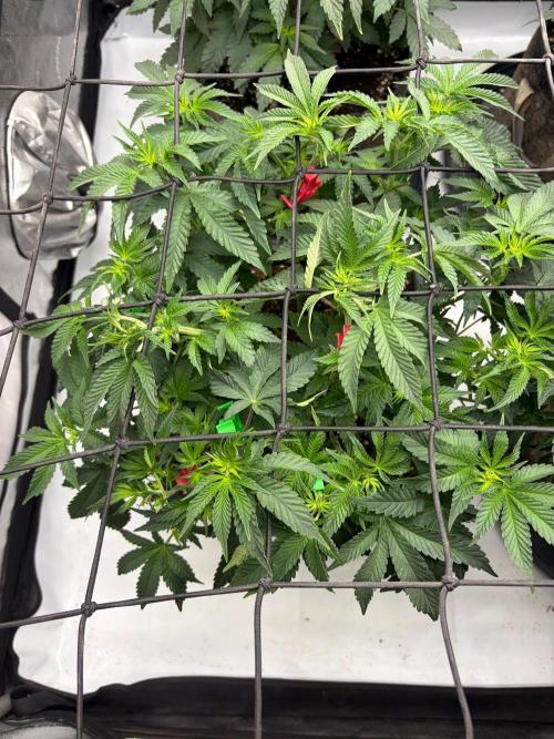WIZARD TREE - Free Seed. Week 9