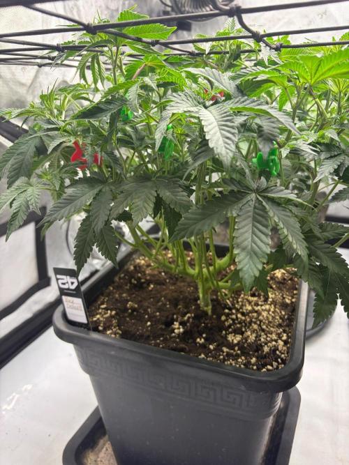 WIZARD TREE - Free Seed. Week 9