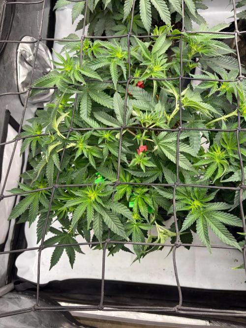 WIZARD TREE - Free Seed. Week 9