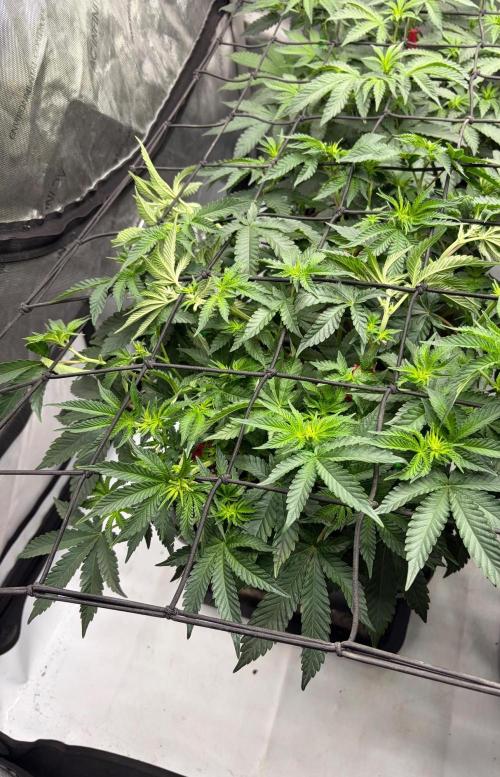 WIZARD TREE - Free Seed. Week 9