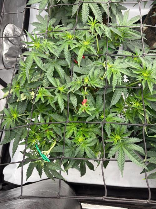 WIZARD TREE - Free Seed. Week 9