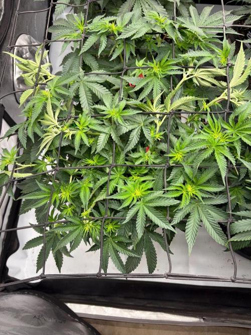WIZARD TREE - Free Seed. Week 9