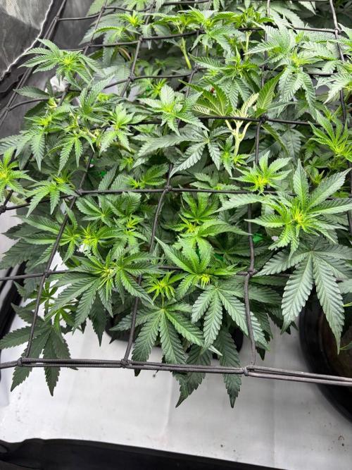WIZARD TREE - Free Seed. Week 9