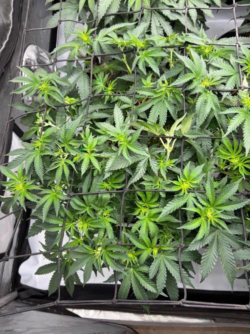 WIZARD TREE - Free Seed. Week 9