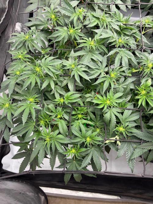 WIZARD TREE - Free Seed. Week 9