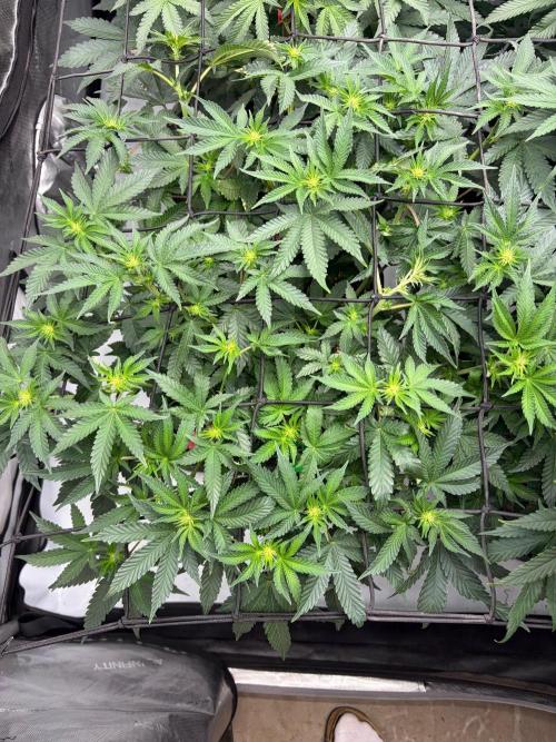 WIZARD TREE - Free Seed. Week 9