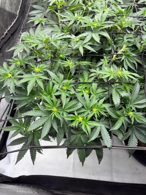 WIZARD TREE - Free Seed. Week 9