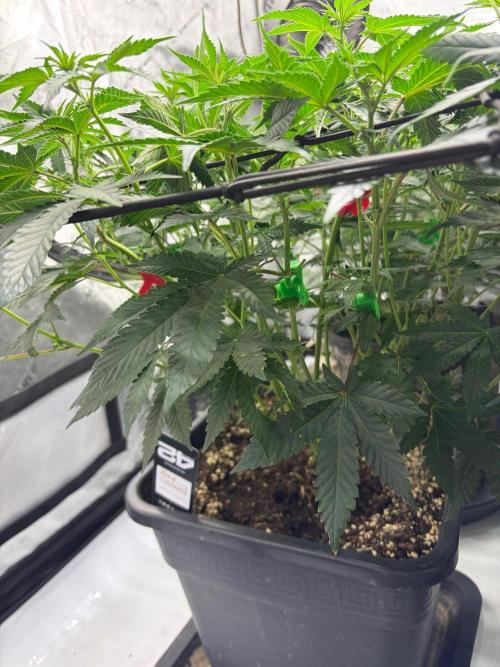 WIZARD TREE - Free Seed. Week 10