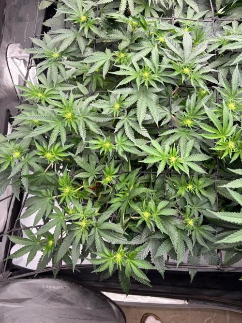 WIZARD TREE - Free Seed. Week 10