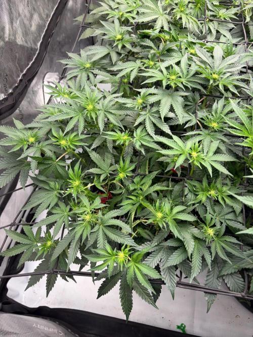 WIZARD TREE - Free Seed. Week 10