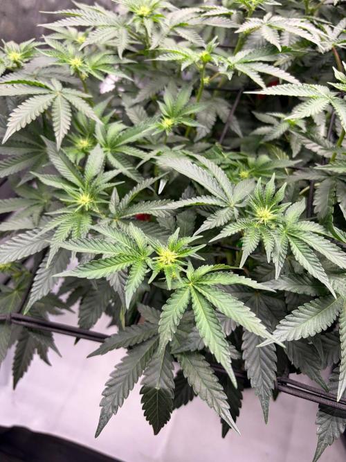 WIZARD TREE - Free Seed. Week 10