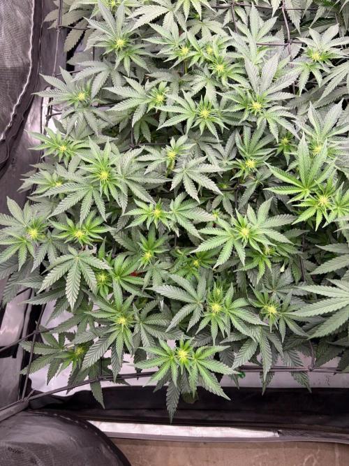 WIZARD TREE - Free Seed. Week 10