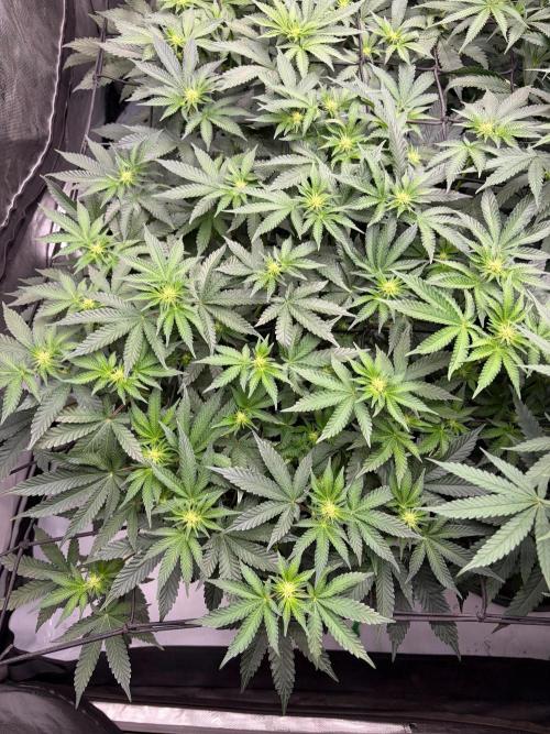 WIZARD TREE - Free Seed. Week 10