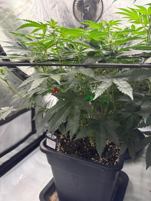 WIZARD TREE - Free Seed. Week 10