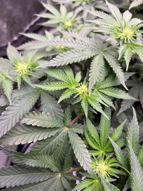 WIZARD TREE - Free Seed. Week 10