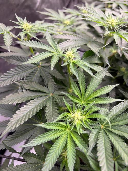 WIZARD TREE - Free Seed. Week 10