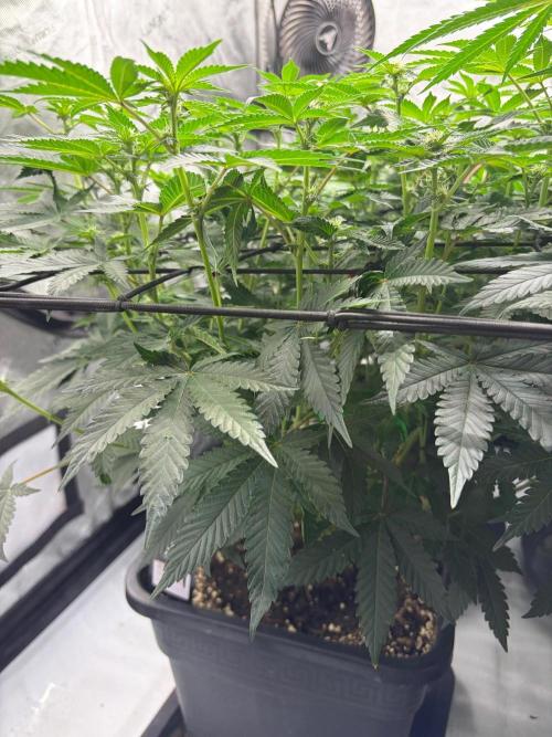 WIZARD TREE - Free Seed. Week 10