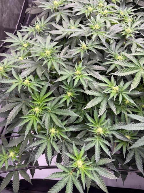 WIZARD TREE - Free Seed. Week 10