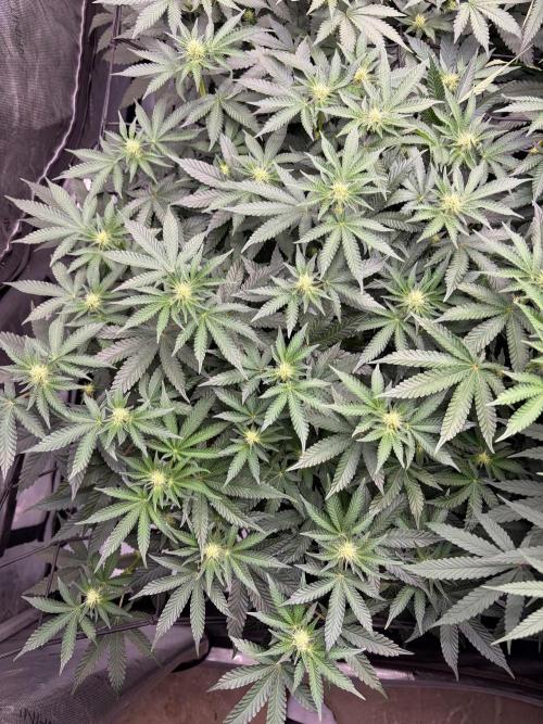 WIZARD TREE - Free Seed. Week 10