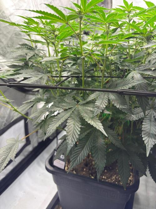 WIZARD TREE - Free Seed. Week 10