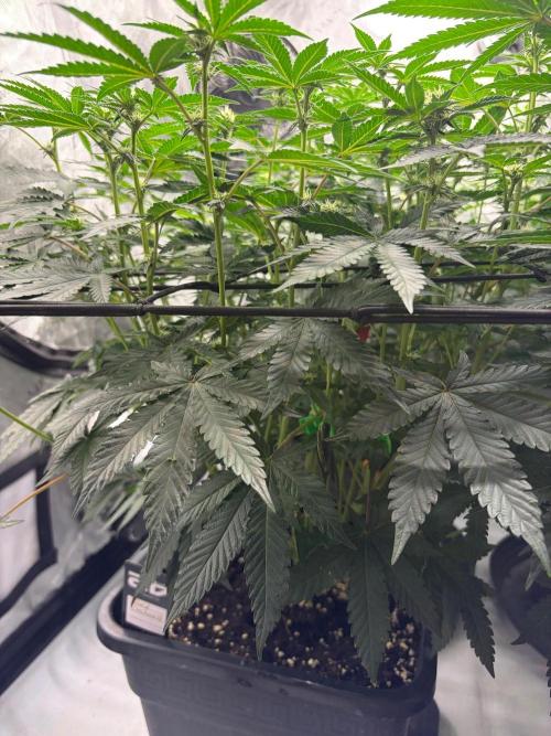 WIZARD TREE - Free Seed. Week 10