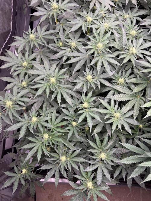 WIZARD TREE - Free Seed. Week 10