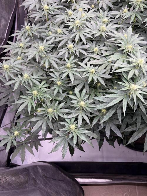 WIZARD TREE - Free Seed. Week 11
