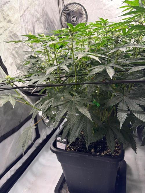 WIZARD TREE - Free Seed. Week 11