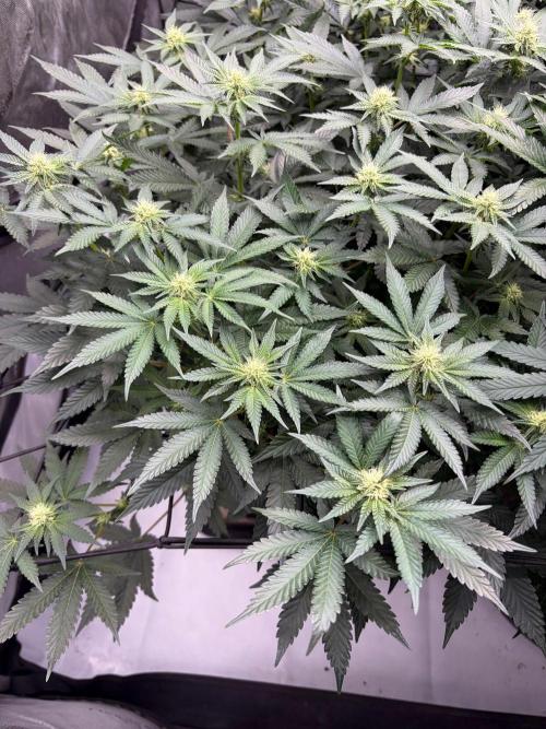 WIZARD TREE - Free Seed. Week 11