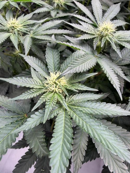 WIZARD TREE - Free Seed. Week 11