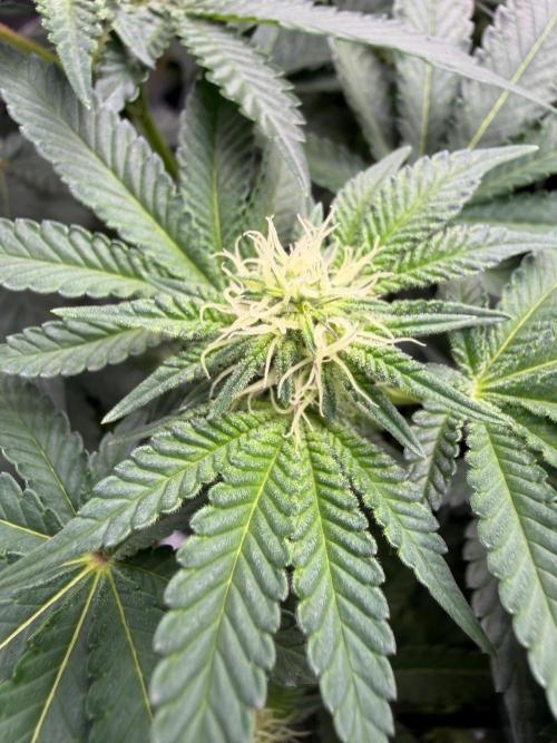 WIZARD TREE - Free Seed. Week 11