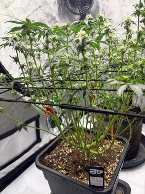 WIZARD TREE - Free Seed. Week 11