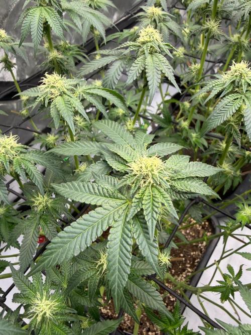 WIZARD TREE - Free Seed. Week 11