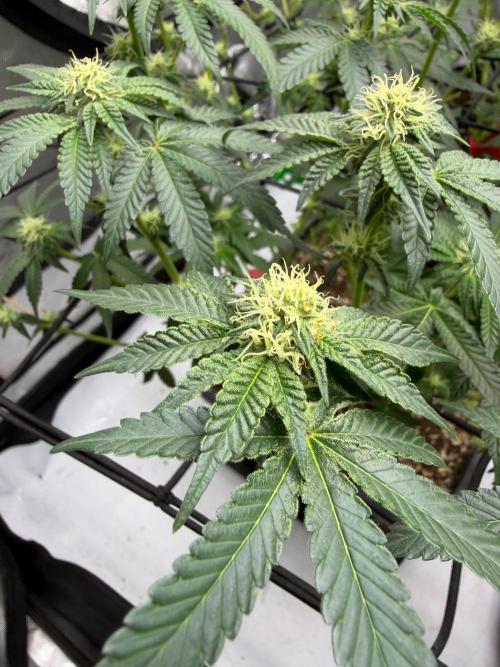 WIZARD TREE - Free Seed. Week 11