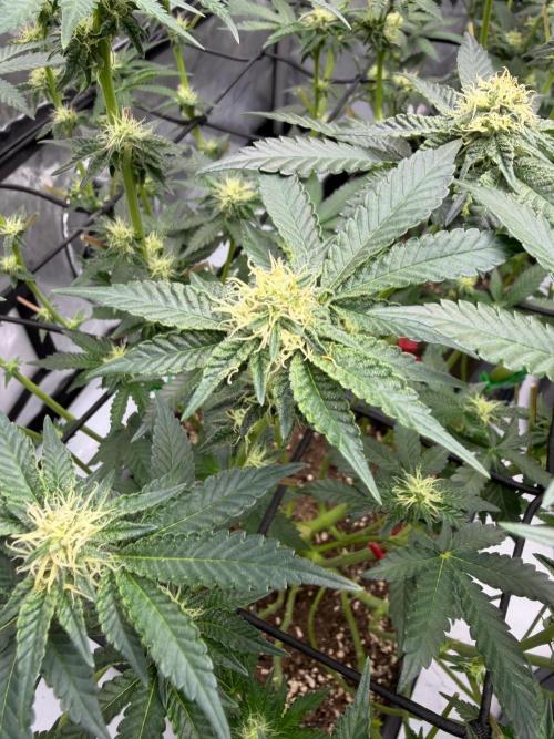 WIZARD TREE - Free Seed. Week 11