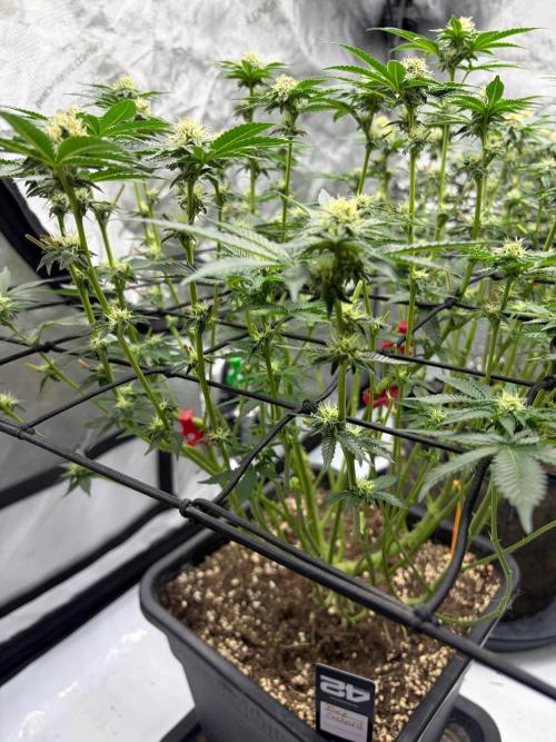 WIZARD TREE - Free Seed. Week 11