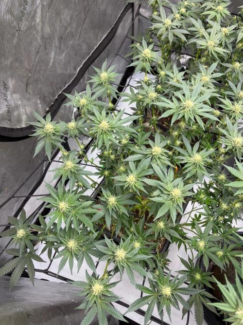 WIZARD TREE - Free Seed. Week 11