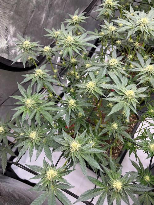 WIZARD TREE - Free Seed. Week 11