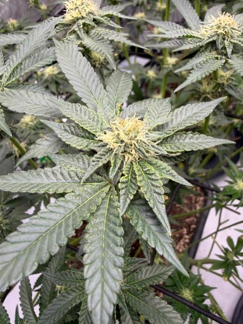 WIZARD TREE - Free Seed. Week 11