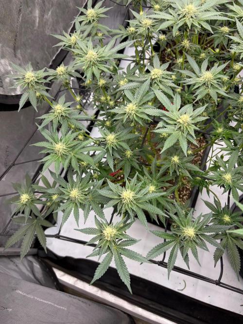 WIZARD TREE - Free Seed. Week 11