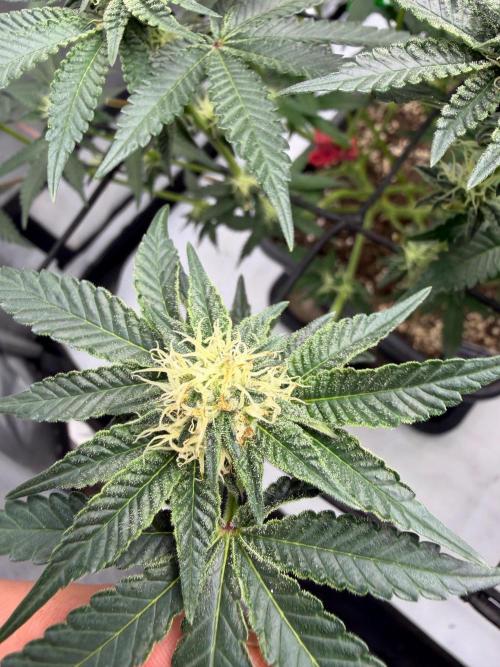 WIZARD TREE - Free Seed. Week 11