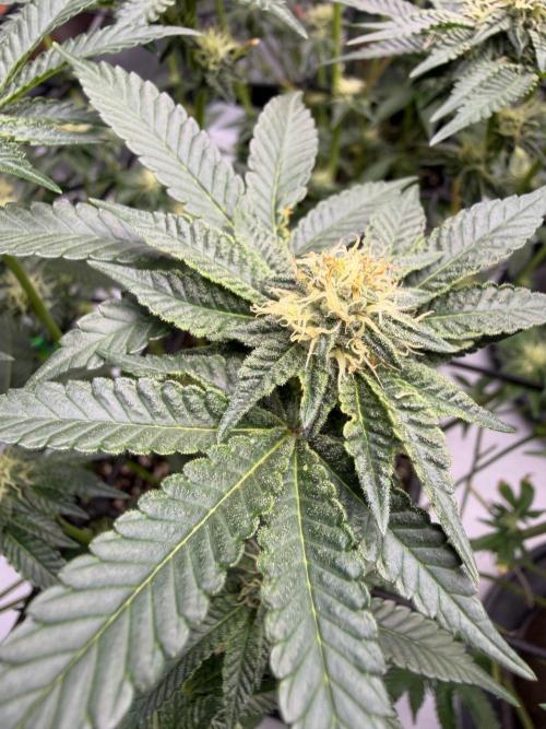 WIZARD TREE - Free Seed. Week 11