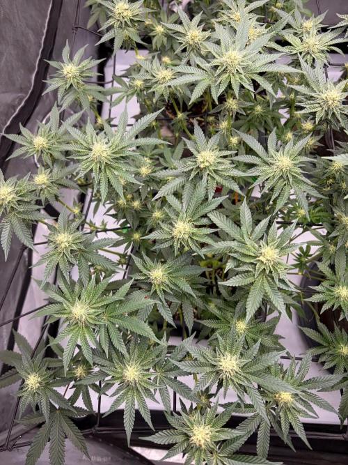 WIZARD TREE - Free Seed. Week 11