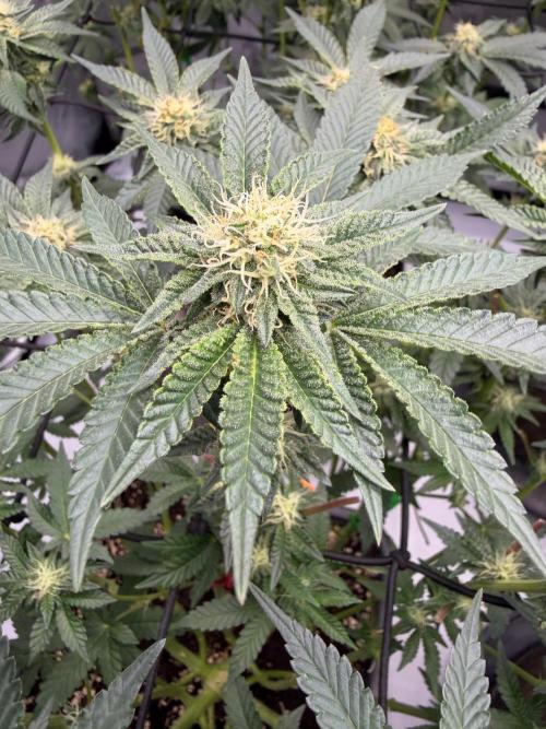 WIZARD TREE - Free Seed. Week 11