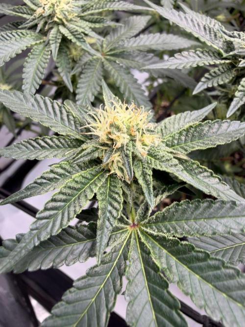 WIZARD TREE - Free Seed. Week 11