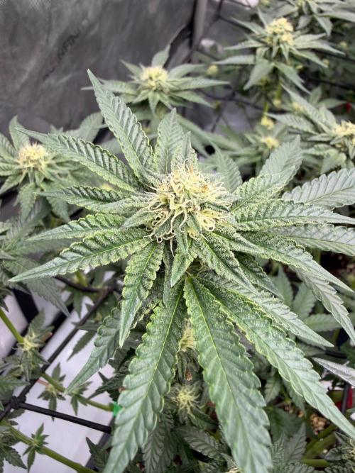 WIZARD TREE - Free Seed. Week 12