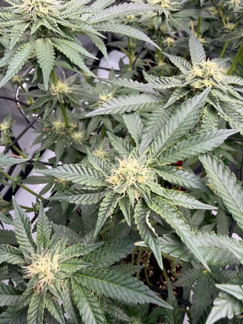 WIZARD TREE - Free Seed. Week 12