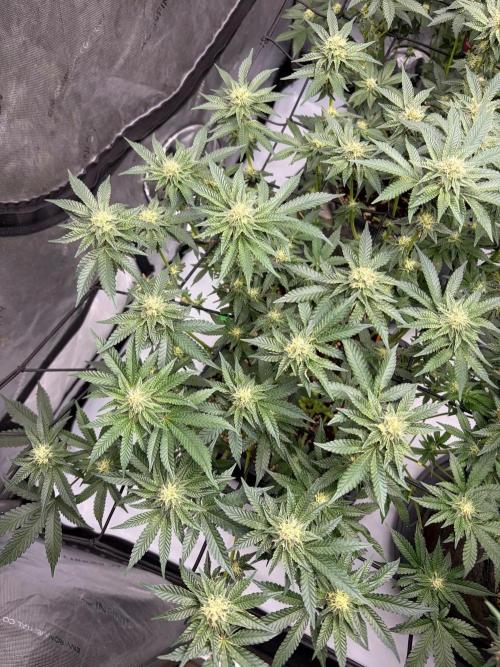 WIZARD TREE - Free Seed. Week 12