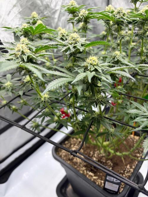 WIZARD TREE - Free Seed. Week 12